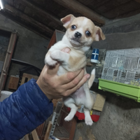 Chiwawa toy