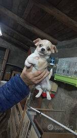 Chiwawa toy