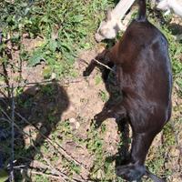 Caprette da latte razza sineen x murciano