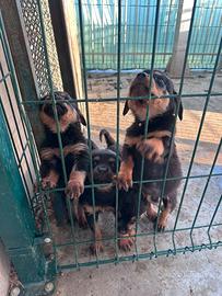 Cuccioli di rottweiler con pedigree