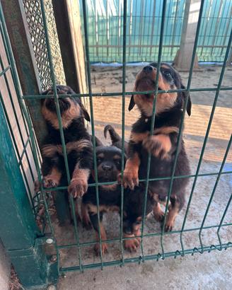 Cuccioli di rottweiler con pedigree