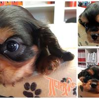 Cuccioli di CAVALIER KING CHARLES SPANIEL