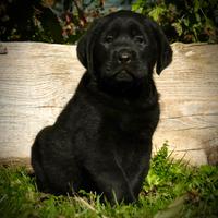 Meravigliosi cuccioli labrador retriever