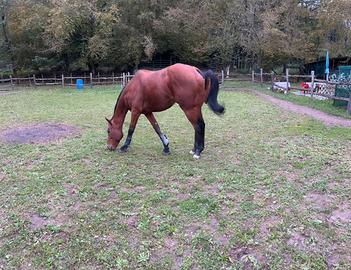 Psi passapprto unire