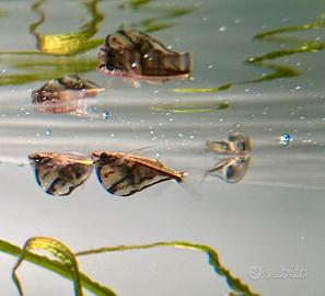 Pesce accetta (Carnegiella) acquario dolce