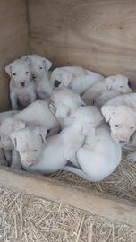 Dog argentino