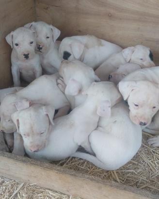 Dog argentino