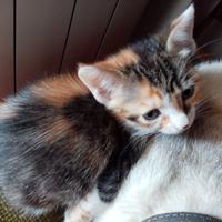 Gattini da adottare 2 femminucce di 2 mesi