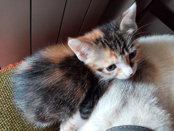 Gattini da adottare 2 femminucce di 2 mesi