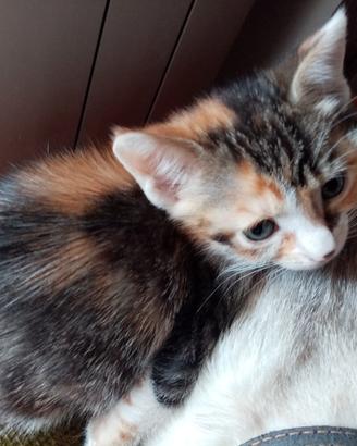 Gattini da adottare 2 femminucce di 2 mesi