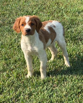 Cucciolo di Epagneul Breton