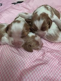 Cavalier King Charles maschi e femmine