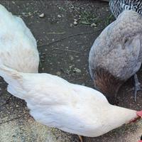 Galline Livornese e araucana