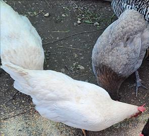 Galline Livornese e araucana