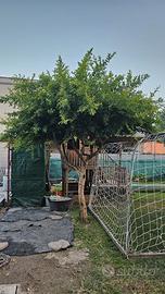 Pianta di melograno