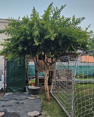 Pianta di melograno