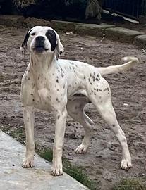 Cane Dogo Argentino - Pointer