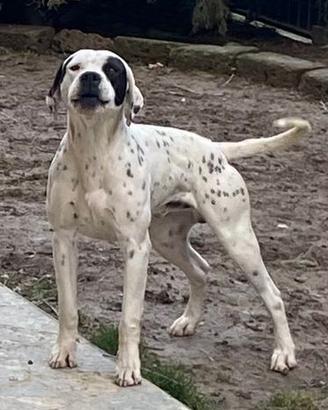 Cane Dogo Argentino - Pointer