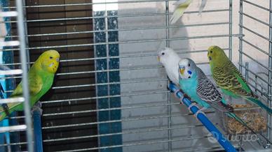 Cocorite maschi e femmina