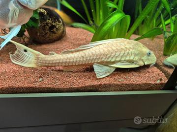 Plecostomus Gold (Pesce Pulitore) - 20 cm