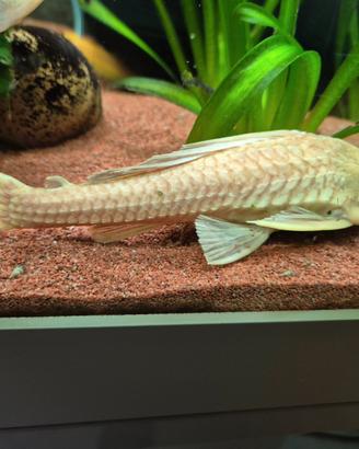 Plecostomus Gold (Pesce Pulitore) - 20 cm
