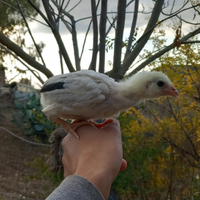 Pulcini araucana