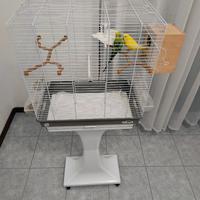 Cocorite campione da crescere piccolo ed far uovo