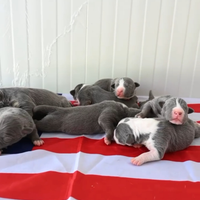 Cuccioli di pibull tricolor