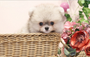 cucciolo-di-spitz