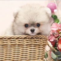 Cucciolo di spitz