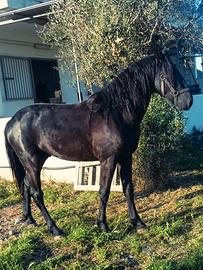 Cavallo Murgese