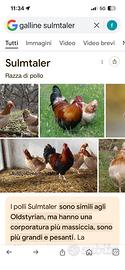 Galline Sulmater
