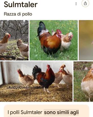 Galline Sulmater