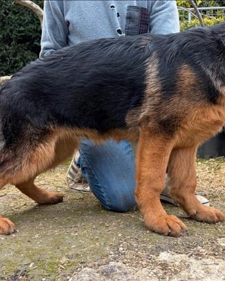 Pastore tedesco maschio