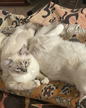 Gatto ragdoll