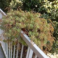 due piante da balcone 