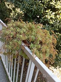 due piante da balcone 