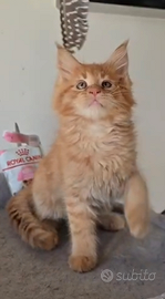 Maine coon xl disponibili 3 mesi con pedigree Afef