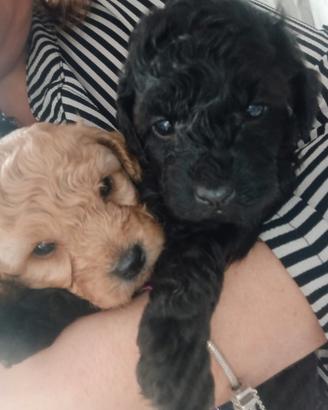 Cuccioli di barboncino nano