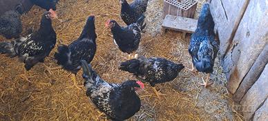 Galline di razza bernevelder silver
