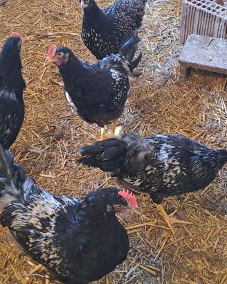 Galline di razza bernevelder silver