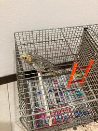 Pappagallo calopsite