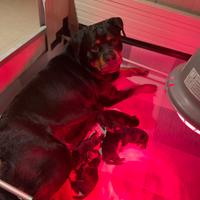 Cuccioli di Rottweiler