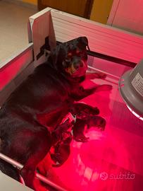 Cuccioli di Rottweiler