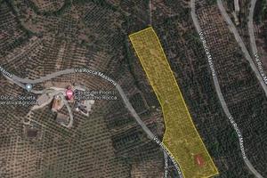 Magazzino C2 eTerreno Agricolo Uliveto 3 Ettari