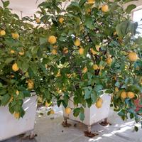 Piante di limone