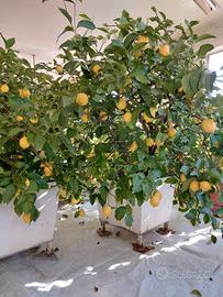 Piante di limone