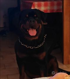 Accoppiamento rottweiler