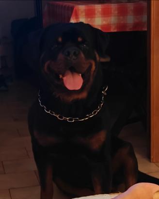 Accoppiamento rottweiler