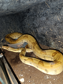 Boa constrictor salmon